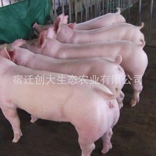 加系二元母猪出售 长达二元母猪种猪猪苗养殖场现货供应 量大价优