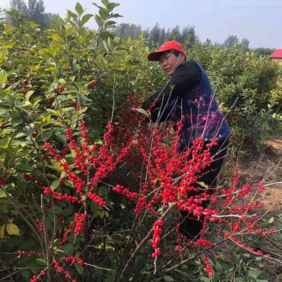 北美冬青基地供應 當年北美冬青小苗 2年北美冬青苗 北美冬青枝條