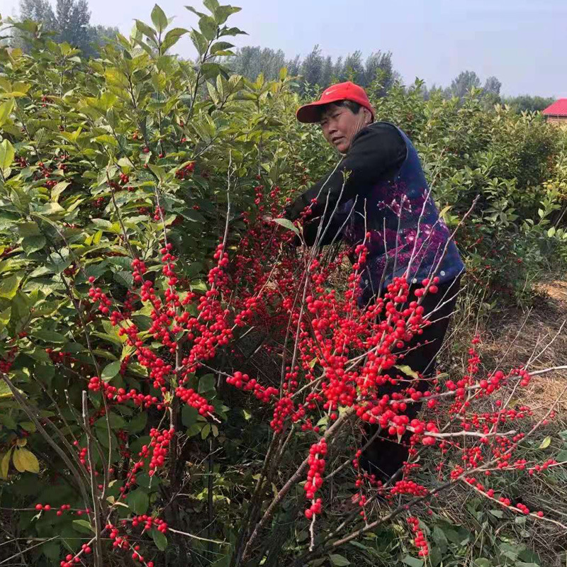 北美冬青基地供應 當年北美冬青小苗 2年北美冬青苗 北美冬青枝條