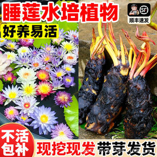 ˯ɏˮ��ֲ���ļ��_���~�׳����쾰ˮ�B�����҃����ͺ��^�p�Gֲ