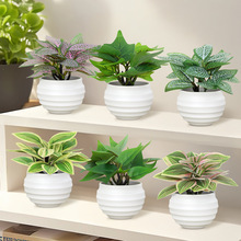 ����Gֲ���԰׾W�t�W�G���S߅�t߅�G�j6�溣�İ��ϼt�SϦꖼt÷1