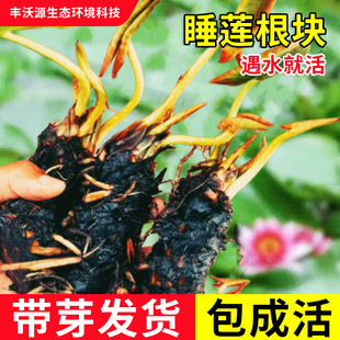 Water Lily Seedlings, Water Lily Seedlings, Flowering in All Seasons, Aquatic Plants, Water Lily Seedlings Planted in All Seasons, Courtyard Pond Base, Straight Hair