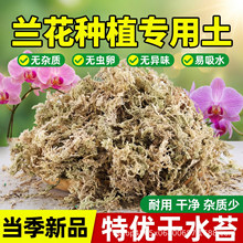 兰花专用土乌龟冬眠垫蝴蝶兰水苔干苔藓石斛植料家用盆栽种植材料