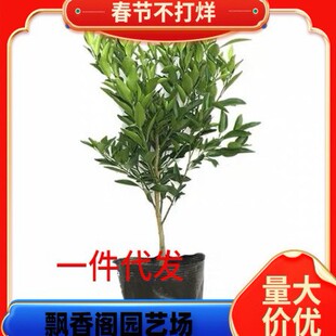 ��Ʒ�N��Ƥ�۽��� ����һ̖��������������� �޽ӟo���۽��Ә���