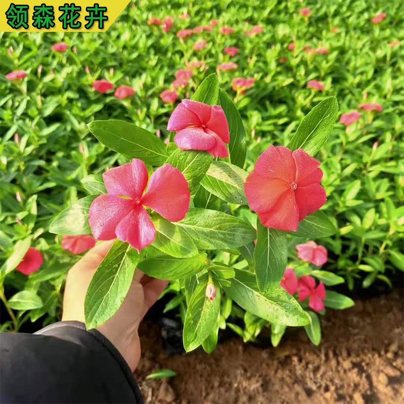 长春花天天开盆栽苗四季开花花坛花园绿化景观花卉长春花批发 种苗花卉网