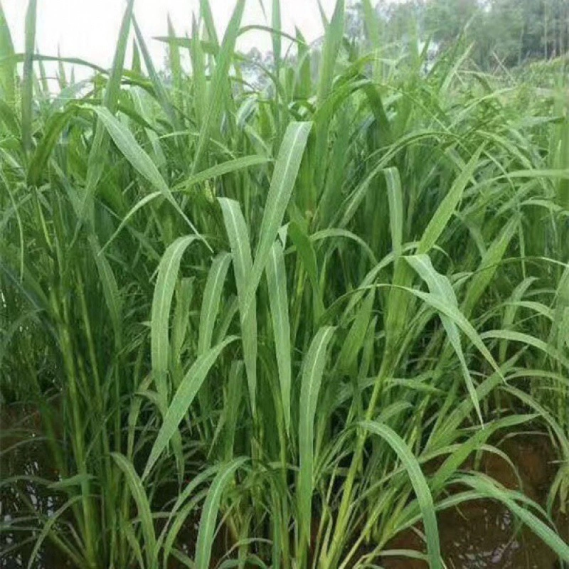 Просо семена трав Рыба креветки Краб пасущие семена сафлора семена кормовой травы Семена китайской ванили Бесплатная доставка