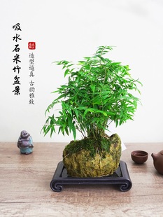 Water-Absorbing Stone Potted Hydroponic Green Plant Rice Bamboo Wolf Tail Fern Fujian Tea Indoor Rockery Micro Landscape Desktop Shape Plain Rainbow