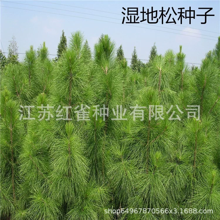 Навальный Недавно Урожай Pinus elliottii Семена Сосновые Семена Ель Дерево Высокое Качество Семена Дерева Семена Лесных Дерев Pinus elliottii Семена