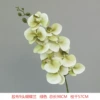 9 Daping Film Phalaenopsis Green