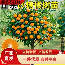 ɳ�ǽۘ�����������Ϸ������Nֲ���Ә���̽۹������޽�ɰ����