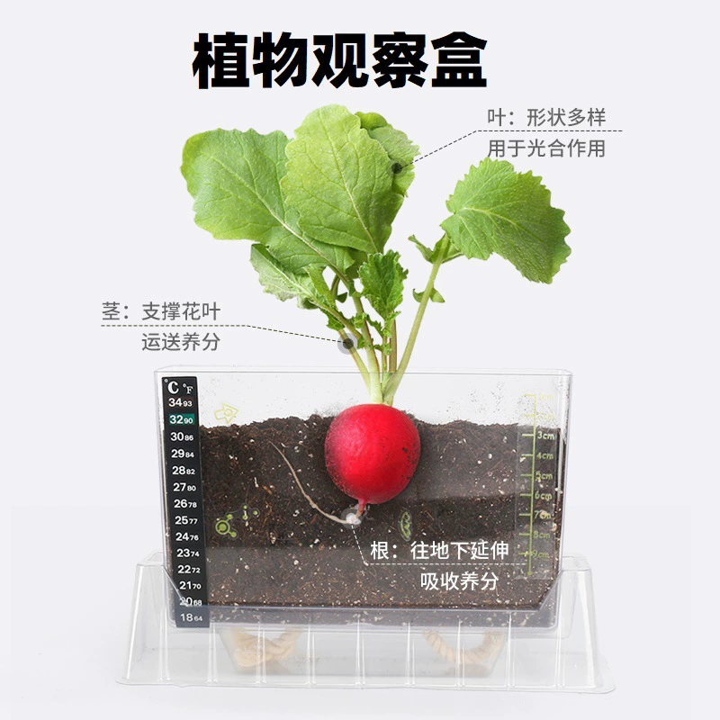 Детские игрушки для науки и образования Запись роста посадки в горшке Фрукты Овощи Растения Плазменная Белковая куртка Зона Путешествия