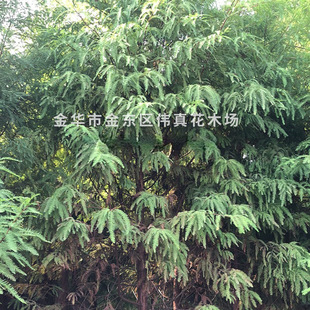 ���l����ɼ�� �@���е��� �@��ɫ�K�G���е��L������ɼҎ���Rȫ