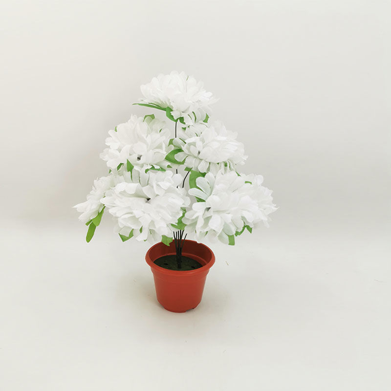 7-headed chrysanthemum with leaves (white) 1 branch - 1 branch + flowerpot quality choice