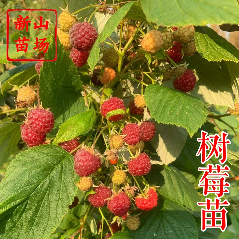 [Рассада малины] Palm Leaf Raspberry Haritz Golden Autumn Fortune Новый сорт Yellow Bubble Double Season Желтый Красный Черный Саженцы малины