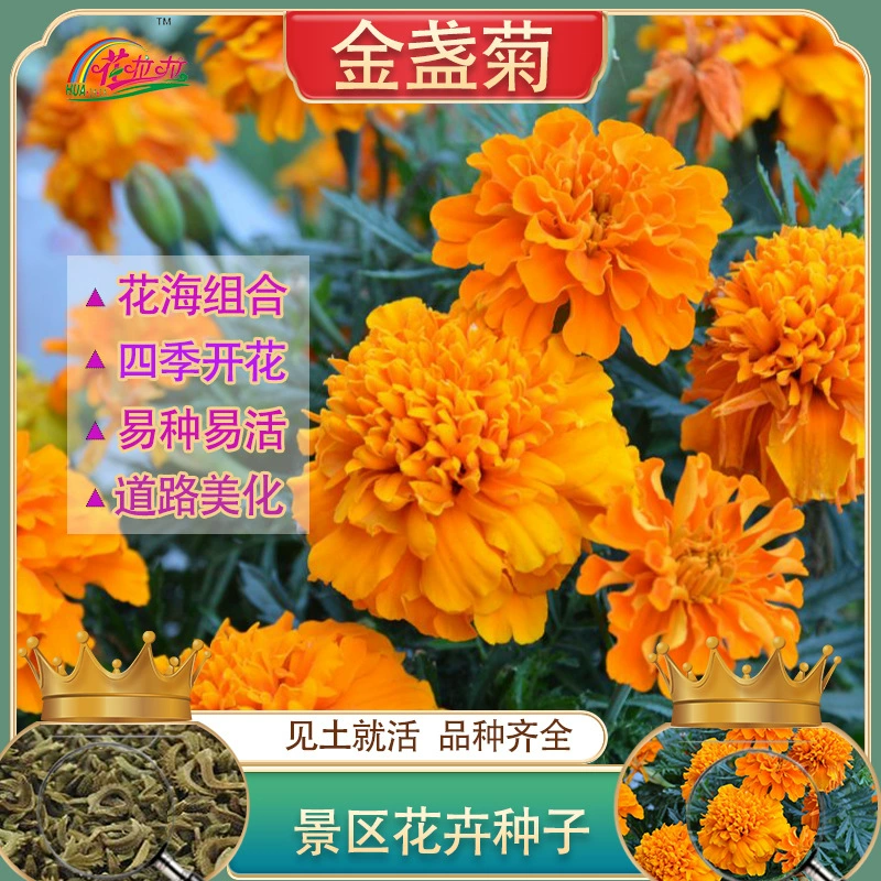 Легко выращивать и жить Семена многолетних цветов Семена цветов календулы Морозостойкие цветы и растения Озеленение ландшафта Цветочная комбинация полевых цветов