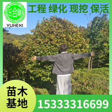 五角枫杆球五角枫球彩叶绿化球冠幅饱满 枝条密