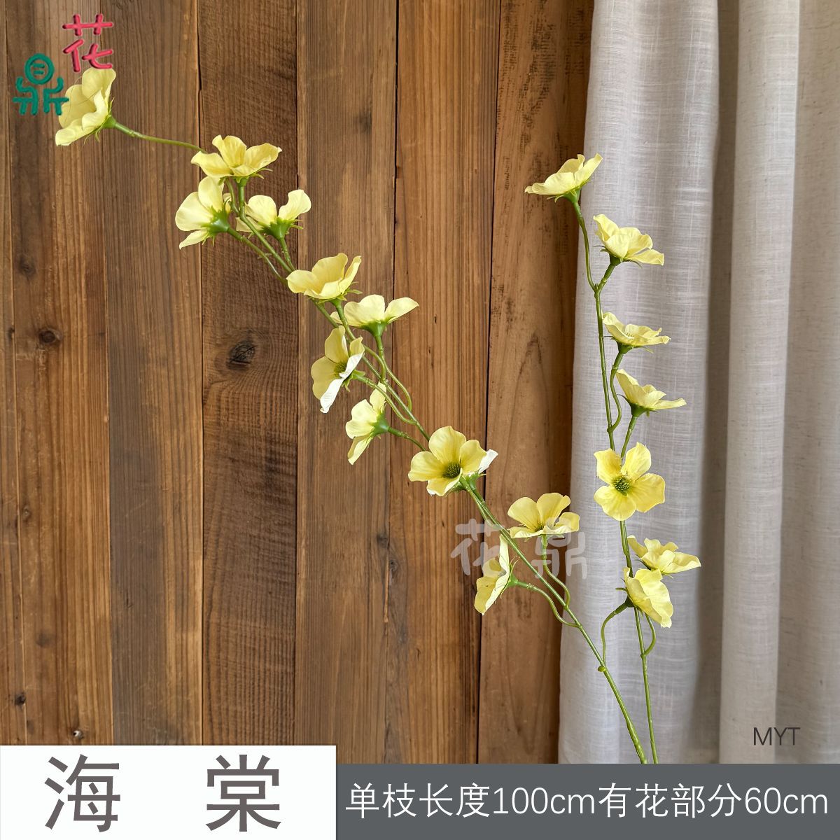 Begonia MYT màu vàng