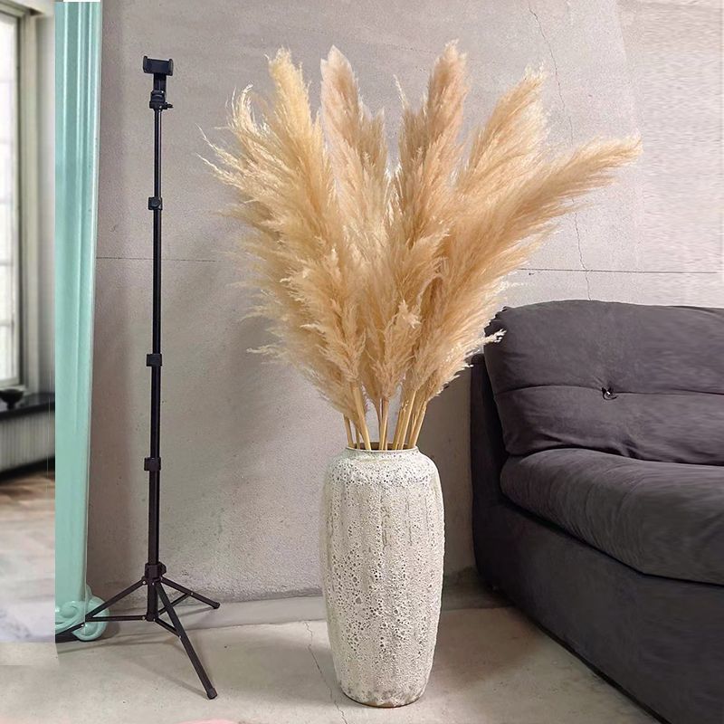 팜파스 그래스 1.5m개