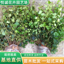 中华常春藤出售公园四季爬藤植物棚架绿化藤本花卉长青藤常春藤苗