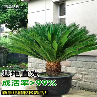 �F�����ԾGֲ���ܘ�����辰�K�F�͏d�҃�ֲ����B�G�j����ȩ����