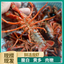 潜江小龙虾批发商用小龙虾活体中青中红水产批发夏季洪湖海鲜水产