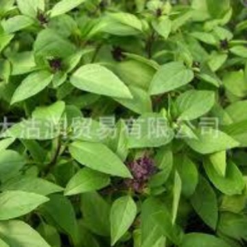 供应罗勒精油 罗勒油 植物罗勒油 甜罗勒油CAS 8015-73-4