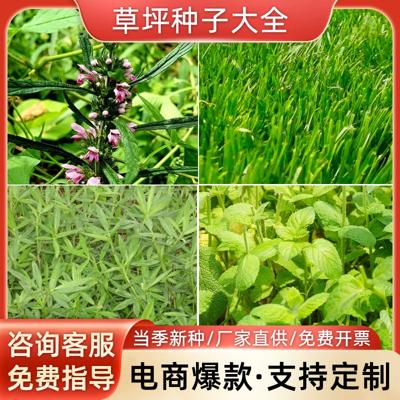 Партия Семена газона Многолетние Семена Райграсс Синяя Этикетка Семена Травы Белая Этикетка Семена Пакет Проращивание Может Платить