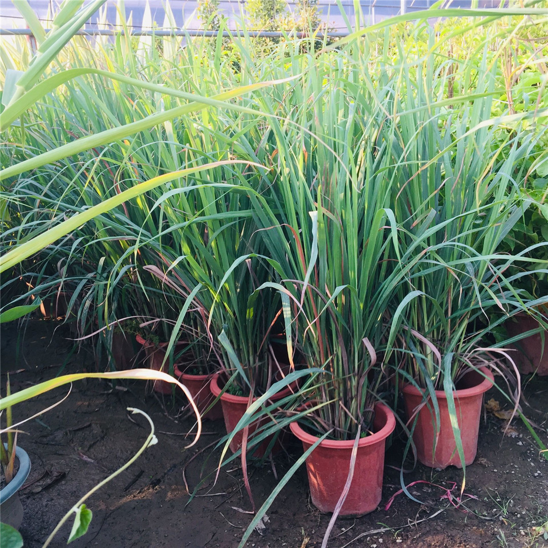 香茅草盆栽种植苗可食用植物柠檬草有香味香草香料新鲜香茅草苗