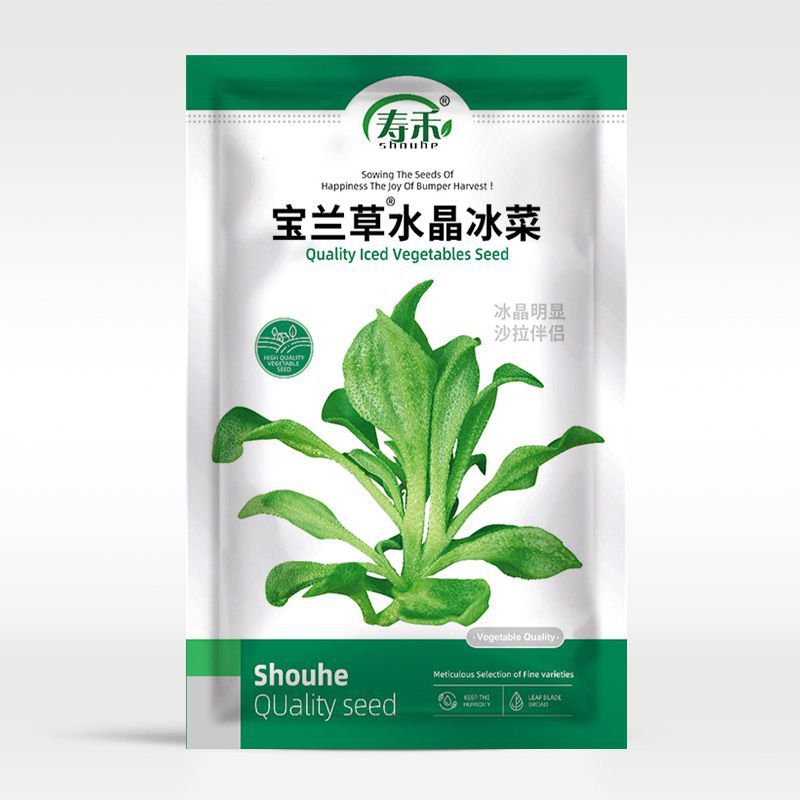 非洲冰草水晶冰菜种子种籽苗秧蔬菜南方种四季菜苗籽种盆栽孑菜籽