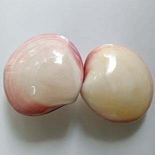 ֱ�N��Ȼؐ���p��۸����^�����l