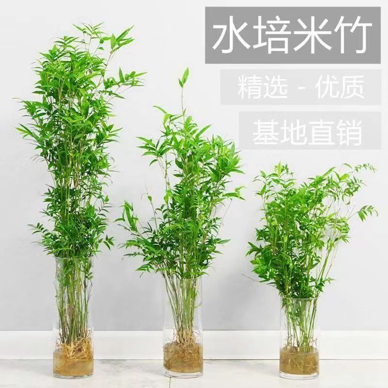 绿植造景真竹子装饰盆栽水竹水竹毛竹客厅室内植物米竹盆栽水培