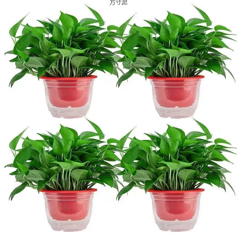 Зеленая редька в горшках, комнатные водопоглощающие гидропонные растения, длинные лозы, цветы, зеленая редька, оптовая продажа, свежая прямая цепочка поставок от фабрики, оптовая продажа