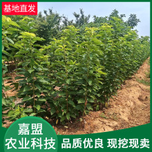 车厘子苗基地现挖先发 当年结果樱桃苗 量大批发3公分樱桃苗