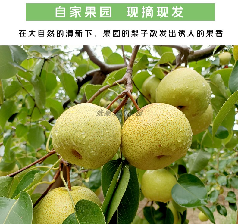 安徽砀山酥梨新鲜水果特产老梨树汤山梨当季现摘现发整箱10斤-阿里巴巴
