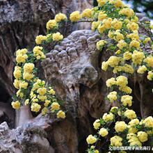 �Sľ�㻨�����ԝ����ļ������������̨�����Nޱֲ�����ۼtľ�㻨