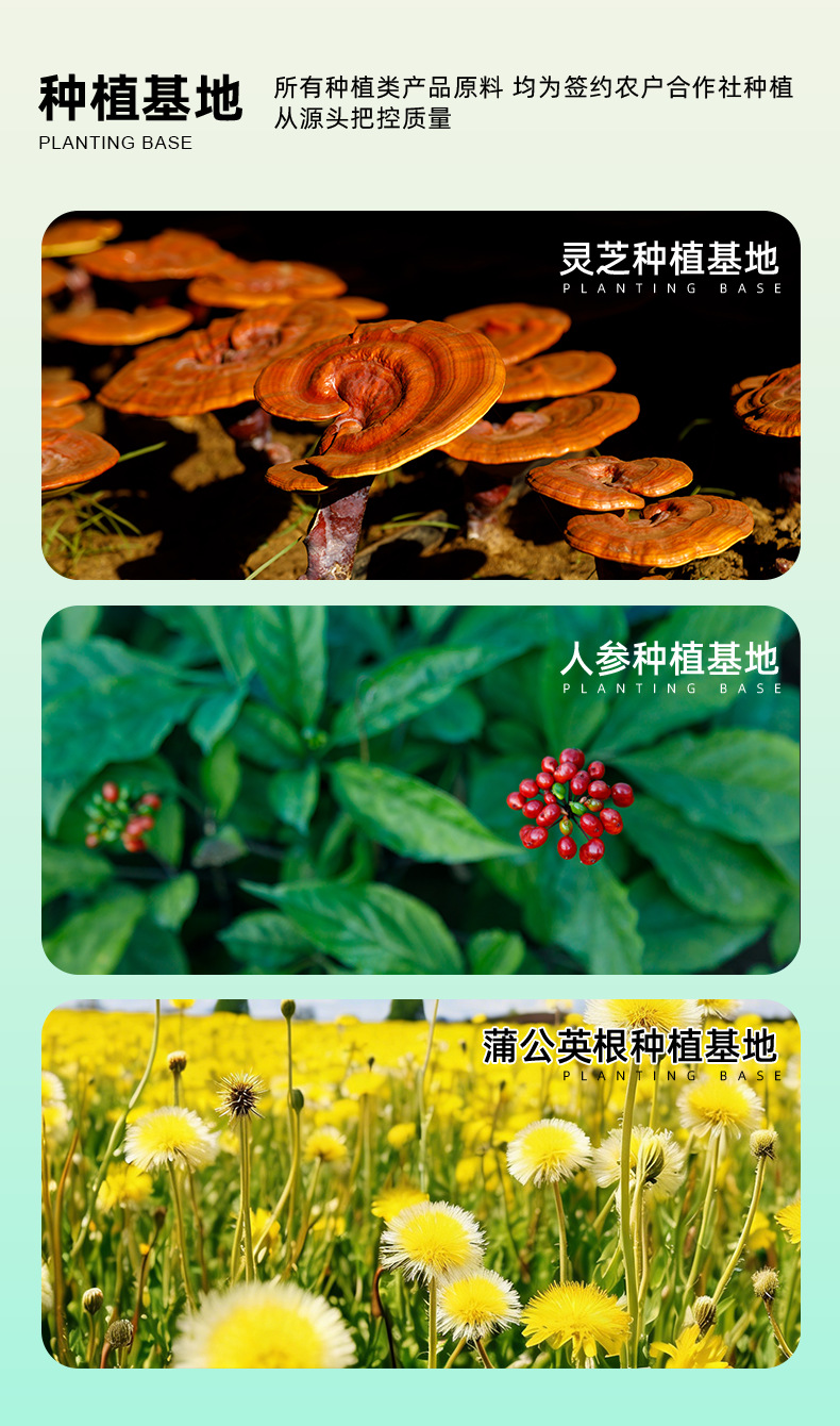 Reishi Mushroom Spore Powder Ling Zhi Bao Zi Fen 250g Changbai Mountain Red Reishi in use