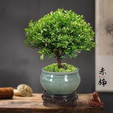 金丝楠木小叶赤楠四季常绿易活植物盆栽花卉老桩室内客厅办公室内