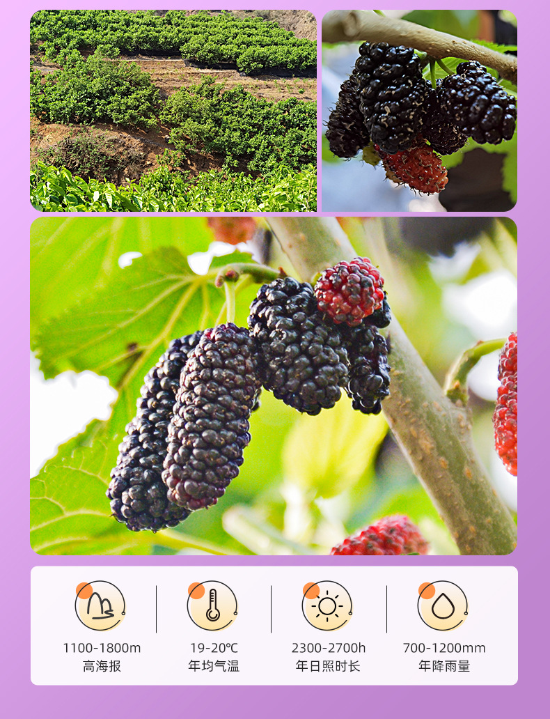 Dried Mulberry Fruit 250g Jar Hand Selected Large First Harvest Mulberries for Tea and Wine quality and texture