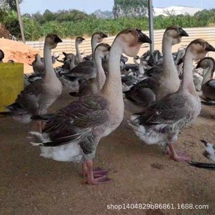 ���ڪ{�^�ZÓ���Z������N�{�^�Z����w�Ҫ{�^�Z�������l�r��