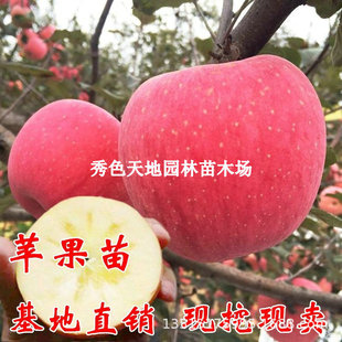 Apple Saplings Potted in the South and North, Planted in the Ground, Rock Candy Heart Apple Seedlings, Live Seedlings, Dwarfed Fruit Trees That Bear Fruit in the Same Year