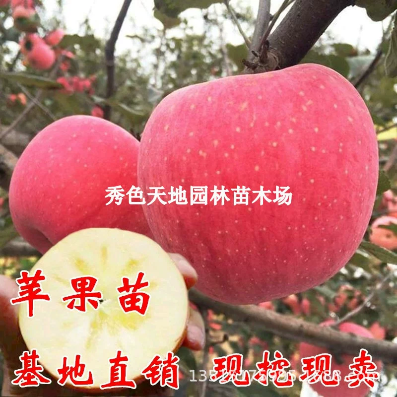 Саженцы яблонь в горшках на севере и юге