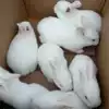 шт.