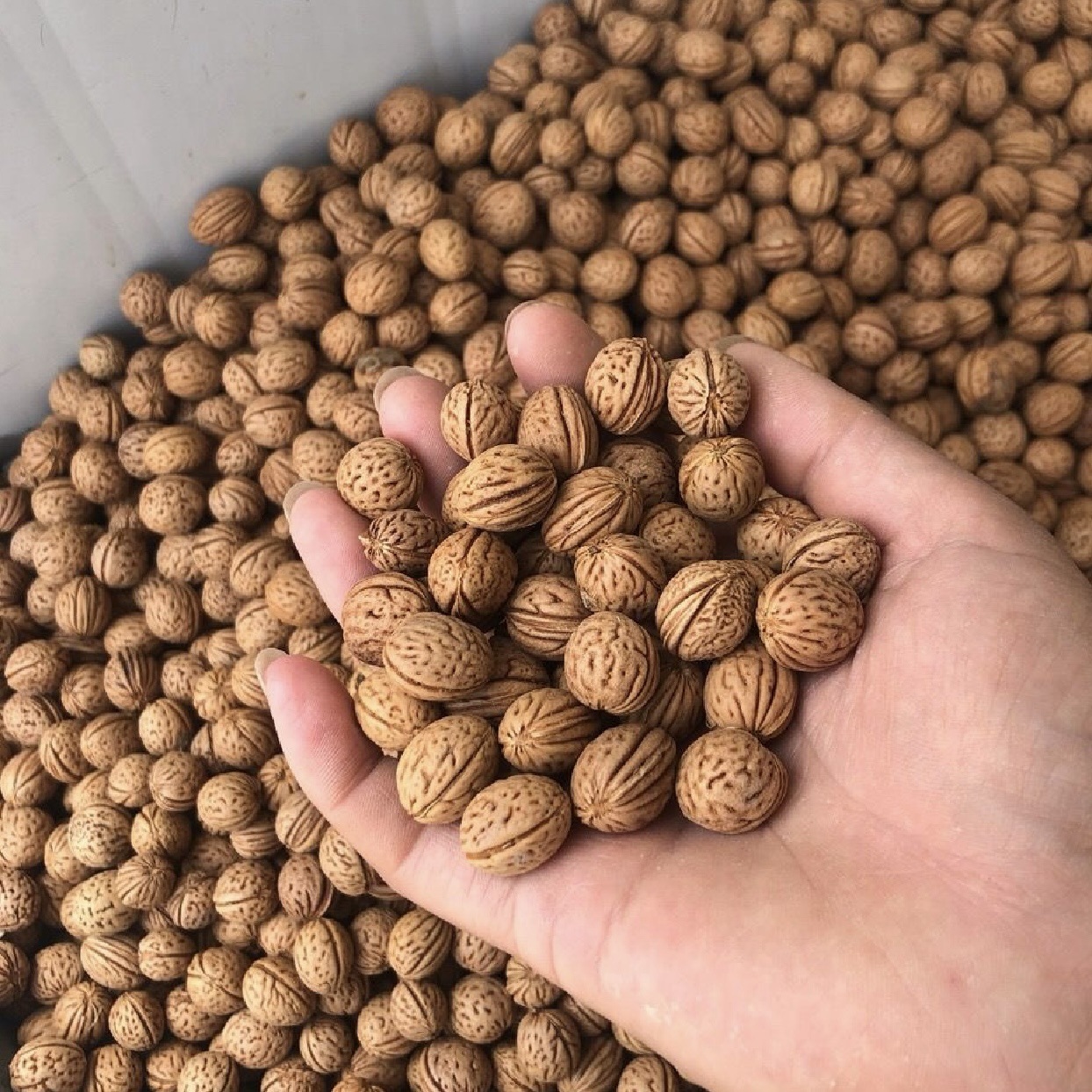 微信图片_20240601235827