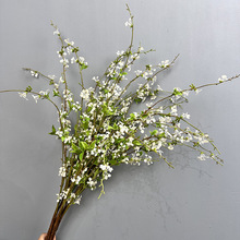 insѩ����c��Ʒ�ٻ�����ֲ�� �Ҿ��b�֦�Gֲ�廨����ѩ���hѩ