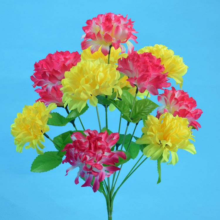 12头爪菊2.jpg