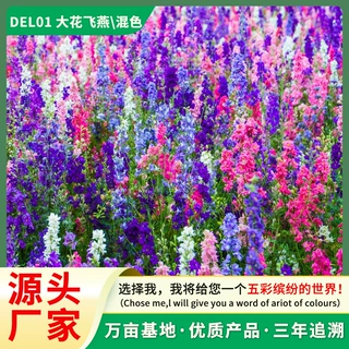 厂家直销飞燕草花卉种子花海家庭园艺室外种子大花飞燕草种