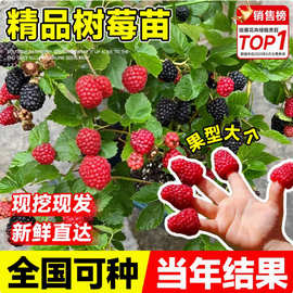 双季树莓覆盆子树苗树莓苗黄黑红树莓苗南北方盆栽地栽果树苗