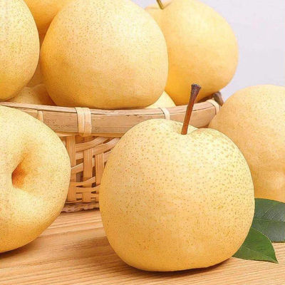 Shaanxi Pucheng Pear Season fresh fruit Pears Snowflake Pear Full container