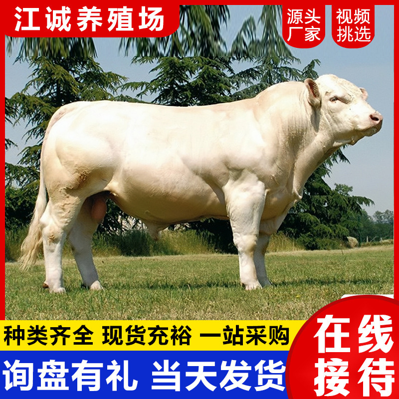 纯种西门塔尔牛犊子活体多少钱小牛犊鲁西黄牛小黄牛肉牛犊出售