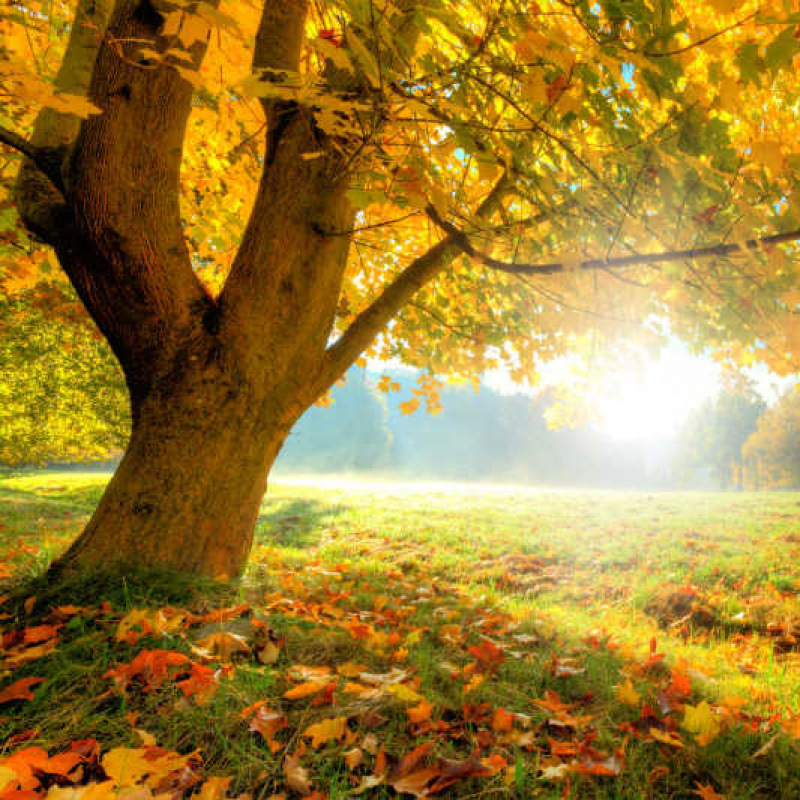 작은 부드러운 녹용 버섯 [반/진] 활성 핫 세일